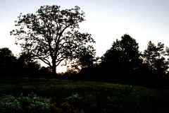photo 0092